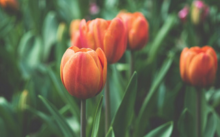 photo4：Lorem ipsum dolor sit amet, consectetur adipiscing elit, sed do eiusmod tempor incididunt ut labore et dolore magna aliqua.